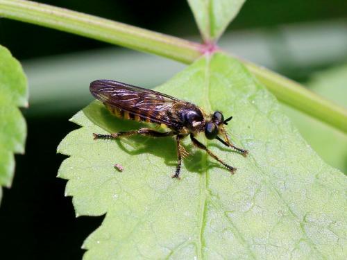 Réf. 208 202 : Choerades fimbriata